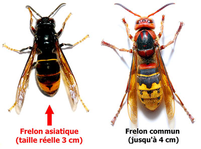 frelons-asiatique-et-communok