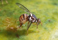 Alerte - végétaux : la mouche orientale détectée dans le Grand-Est