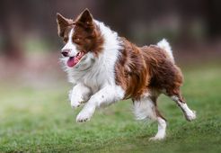 Concours Agility