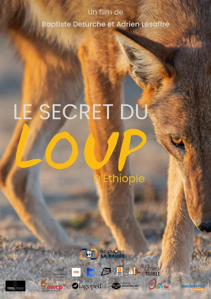 LE SECRET DU LOUP D'ETHIOPIE