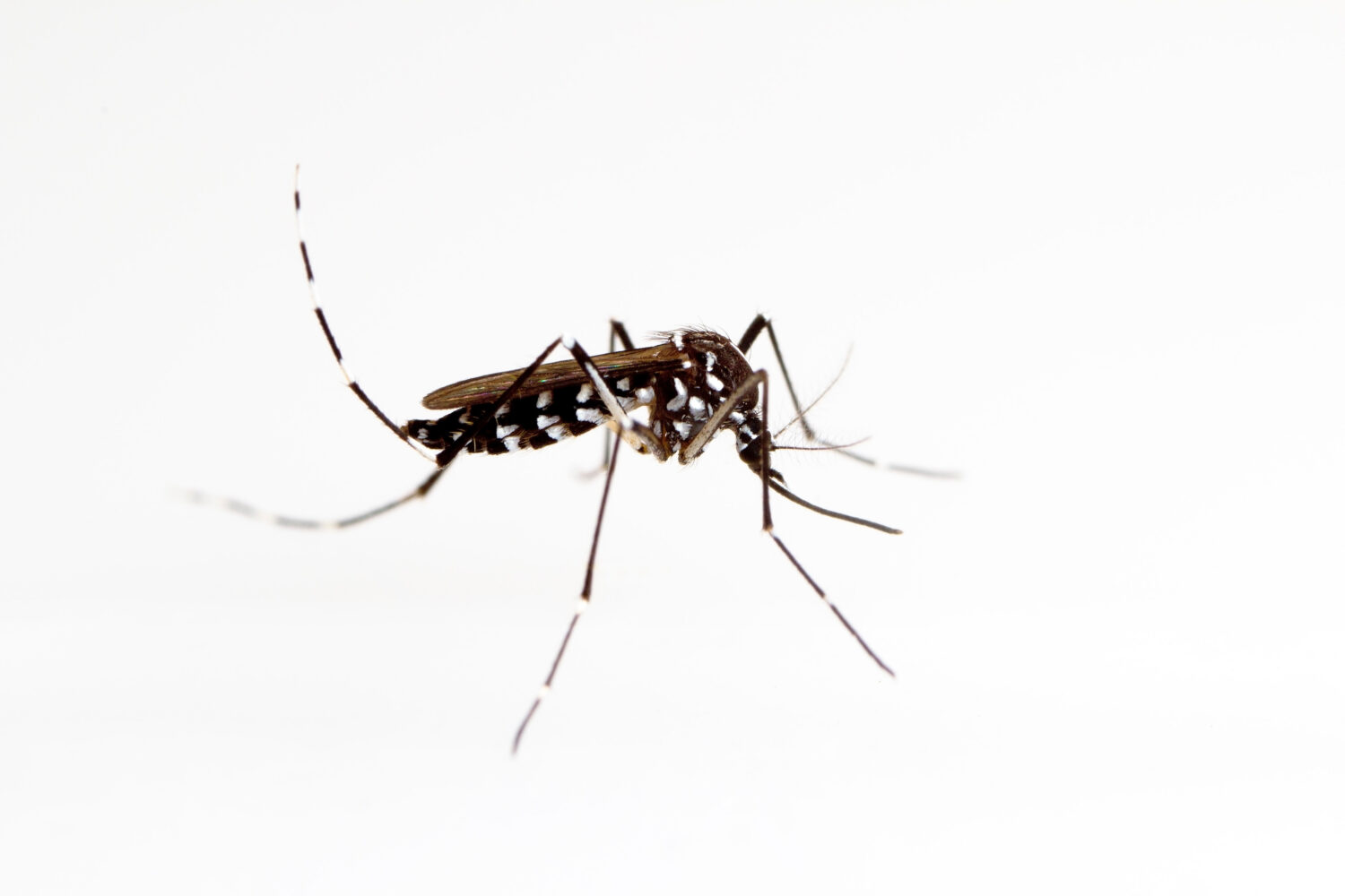 Moustique tigre : vigilance maximale