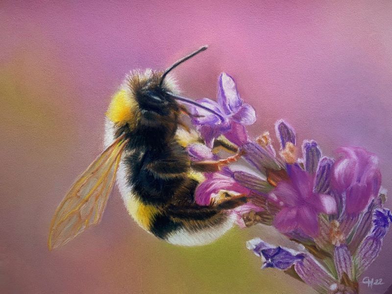 « Entre pastel et fusain » Expositionde dessins par Ganaëlle Hébert