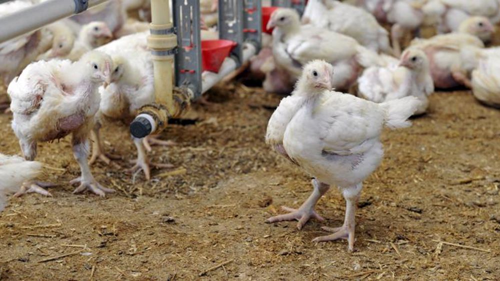 Influenza aviaire : évolution de la situation