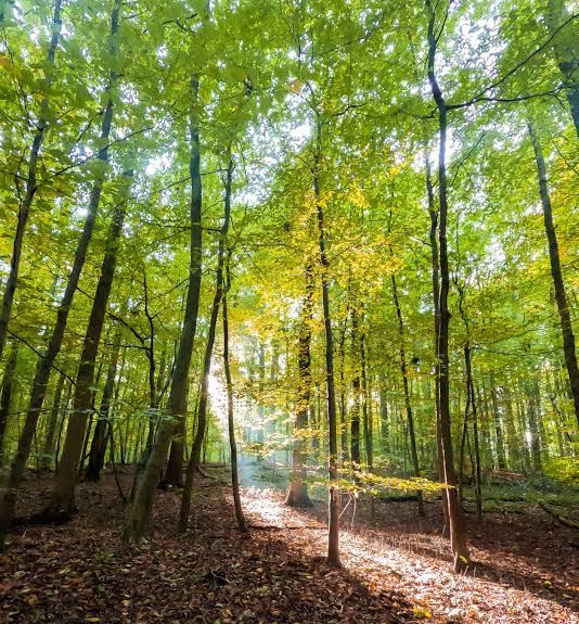 Inventaire des dessertes de Défense des Forêts Contre l’Incendie (DFCI) sur la commune